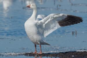Bird Watching Guide to the Delaware Coast