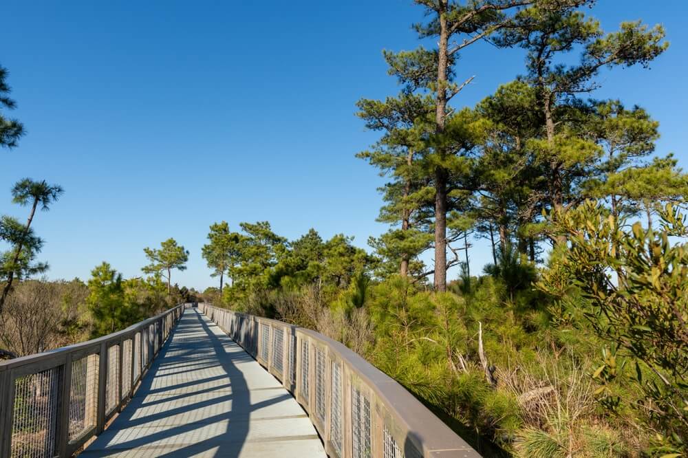 Your Guide to Cape Henlopen State Park