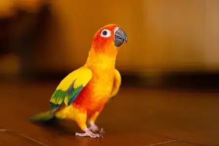 Gallery Mascots featured image